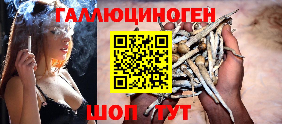 Сибай  Псилоцибиновые грибы Cubensis  Вход с VPN 